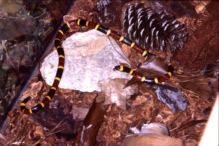 Coral Snake