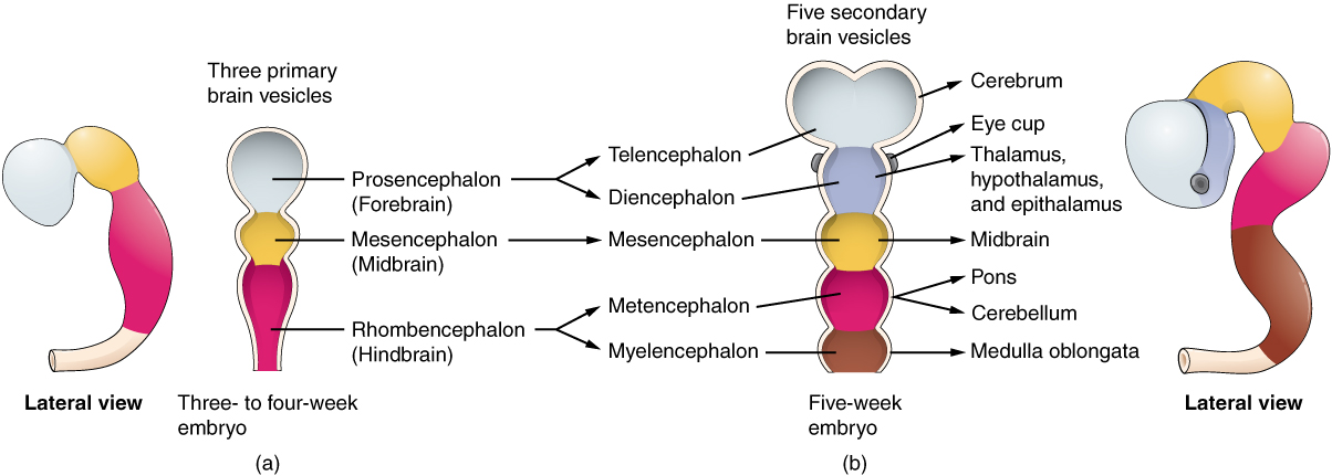 Brain vesicles