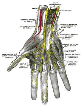 <p>Deep Palmer Nerves</p>