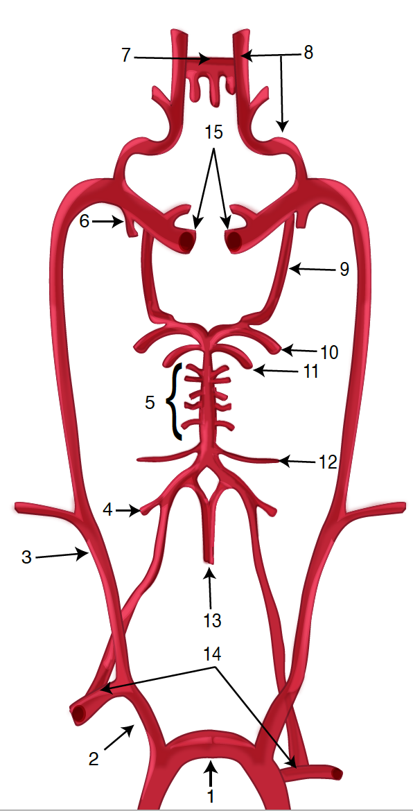 Figure 1 - Schematic diagram of the brain blood circulation: 1, Aortic Arch; 2, brachiocephalic artery; 3, common carotid art
