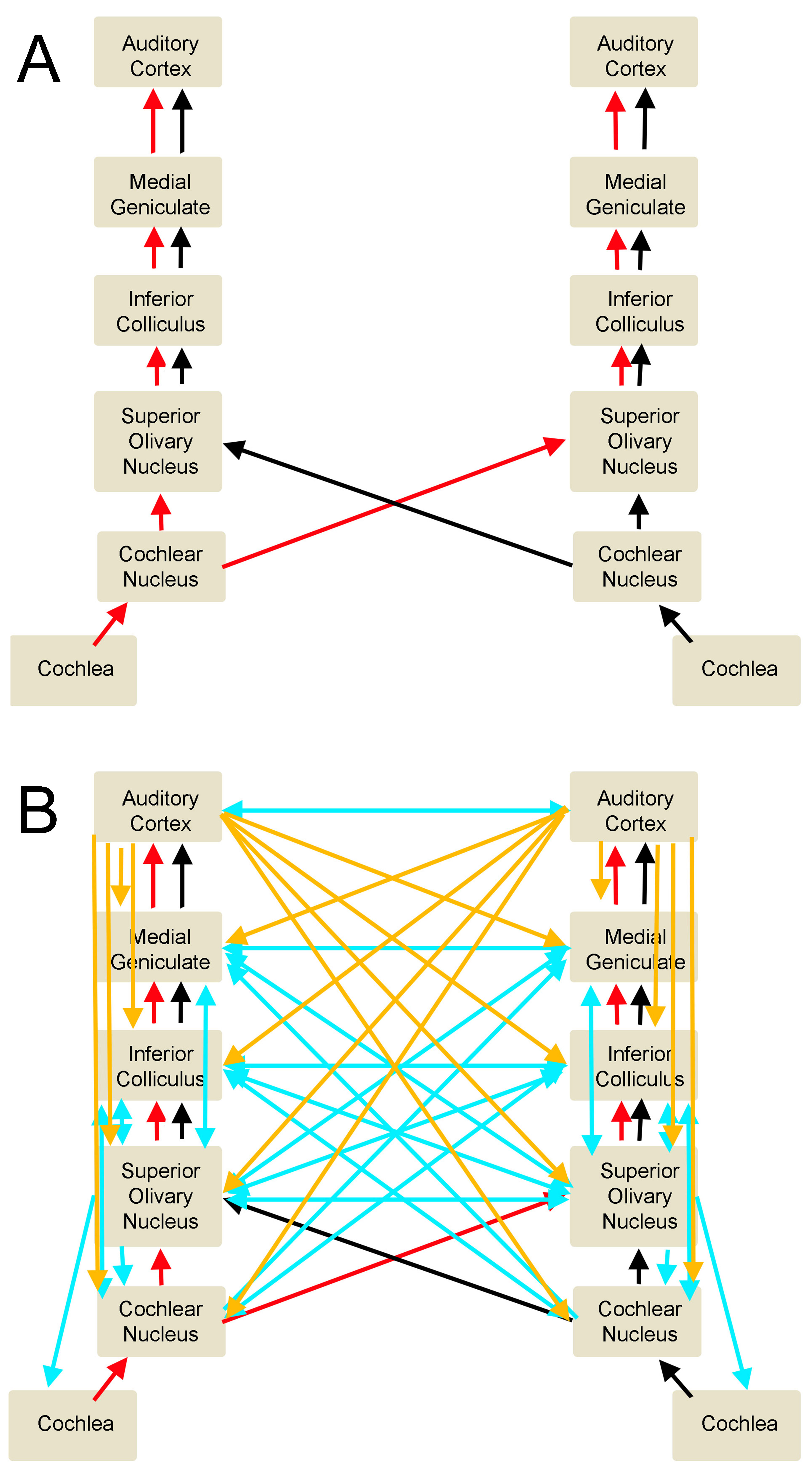 <p>Auditory Pathways