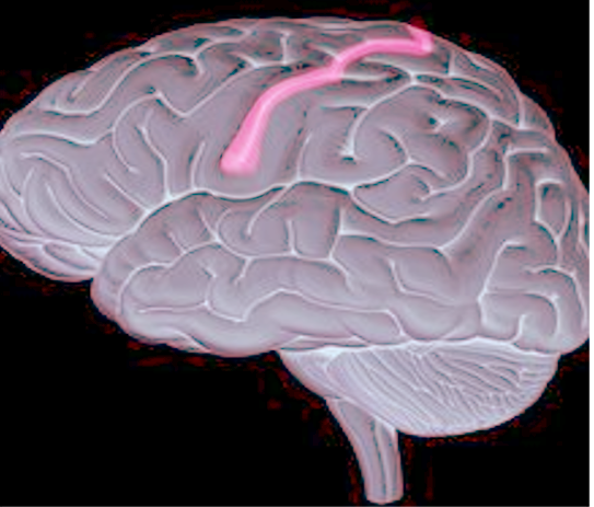 Site of Rolandic seizures (central gyrus)