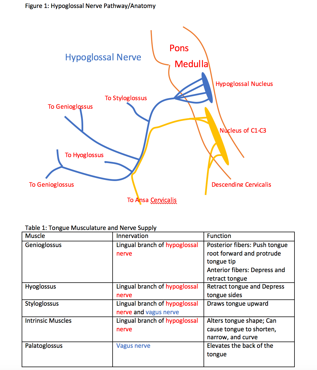Figure 1: Hypoglossal Pathway/Anatomy
Table 1: Tongue Musculature and Nerve Supply