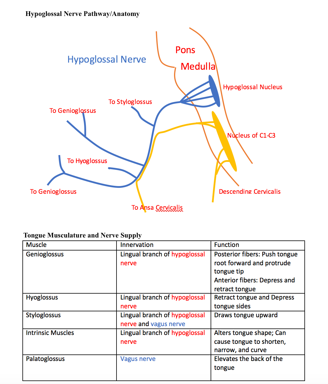 Figure 1: Hypoglossal Pathway/Anatomy
Table 1: Tongue Musculature and Nerve Supply