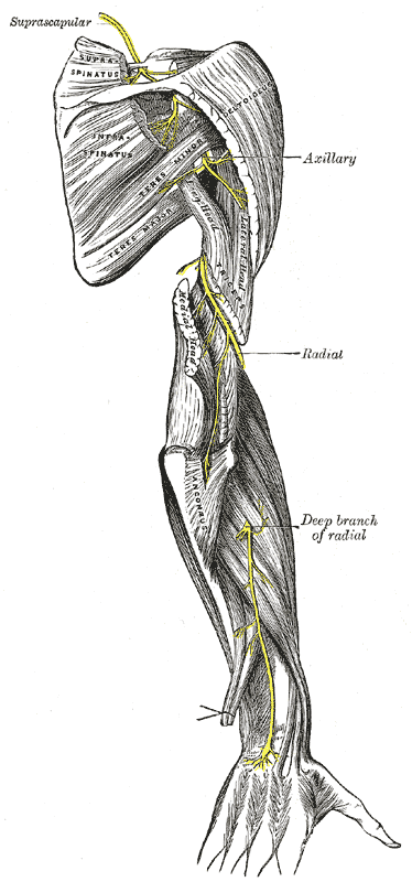 <p>Posterior Upper Extremity Nerves