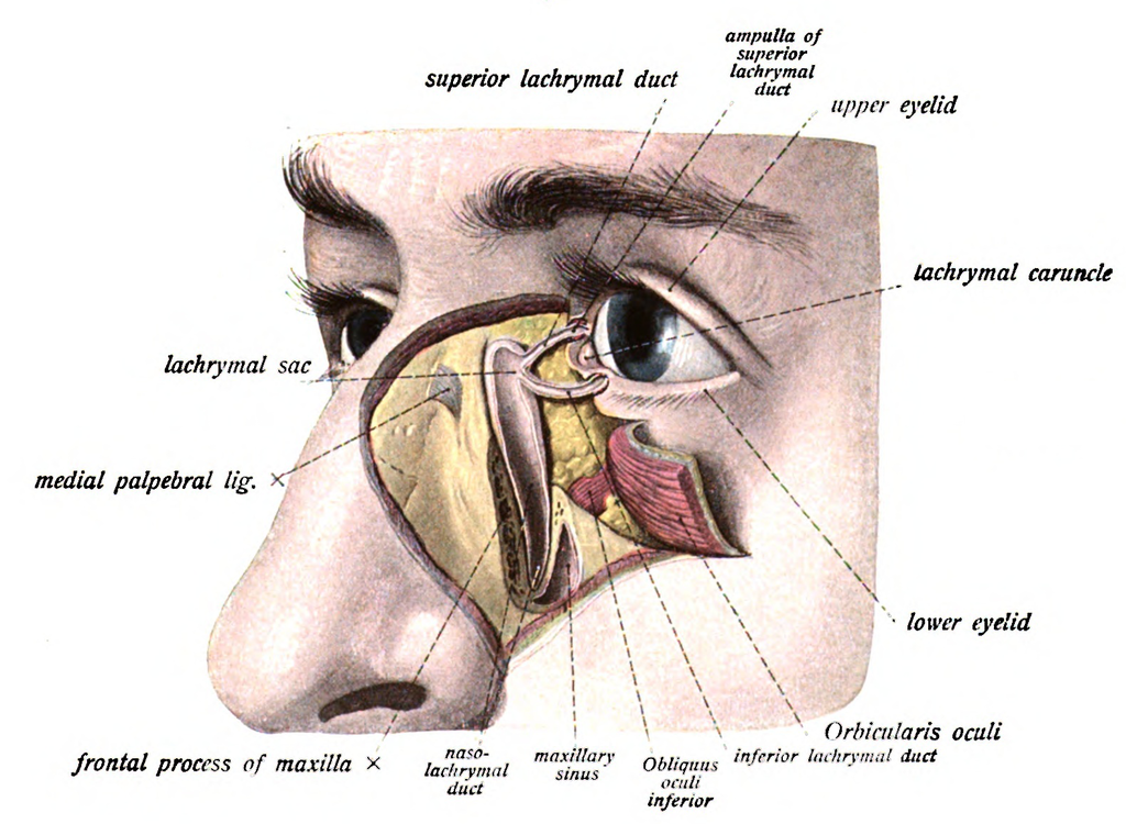 <p>Nasolacrimal Duct Opening</p>