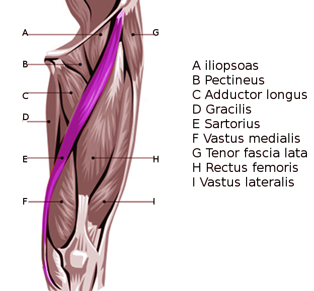 Sartorius muscle