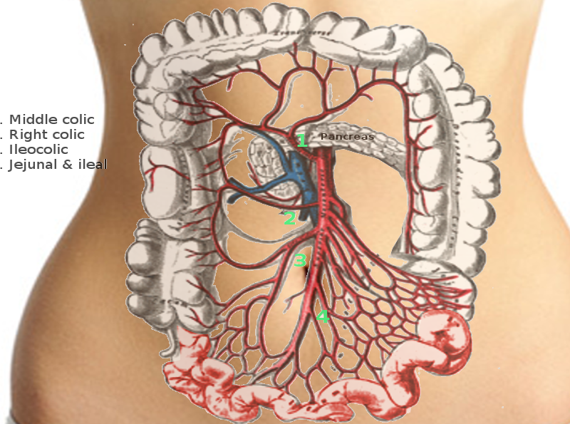 Superior mesenteric artery