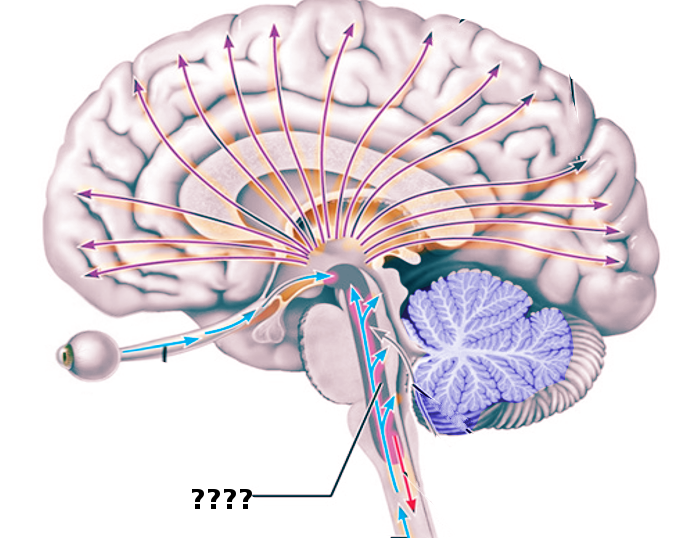 Reticular activating system