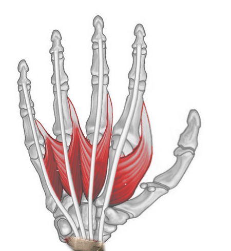 <p>Right Hand Lumbricals, Anterior View