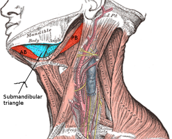 <p>Submandibular Triangle</p>