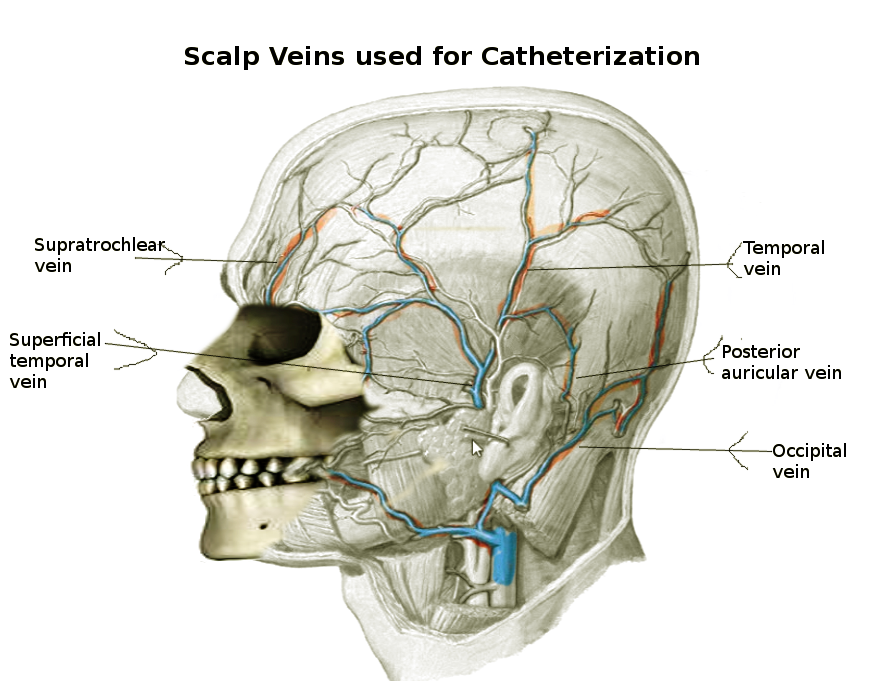 Scalp Veins