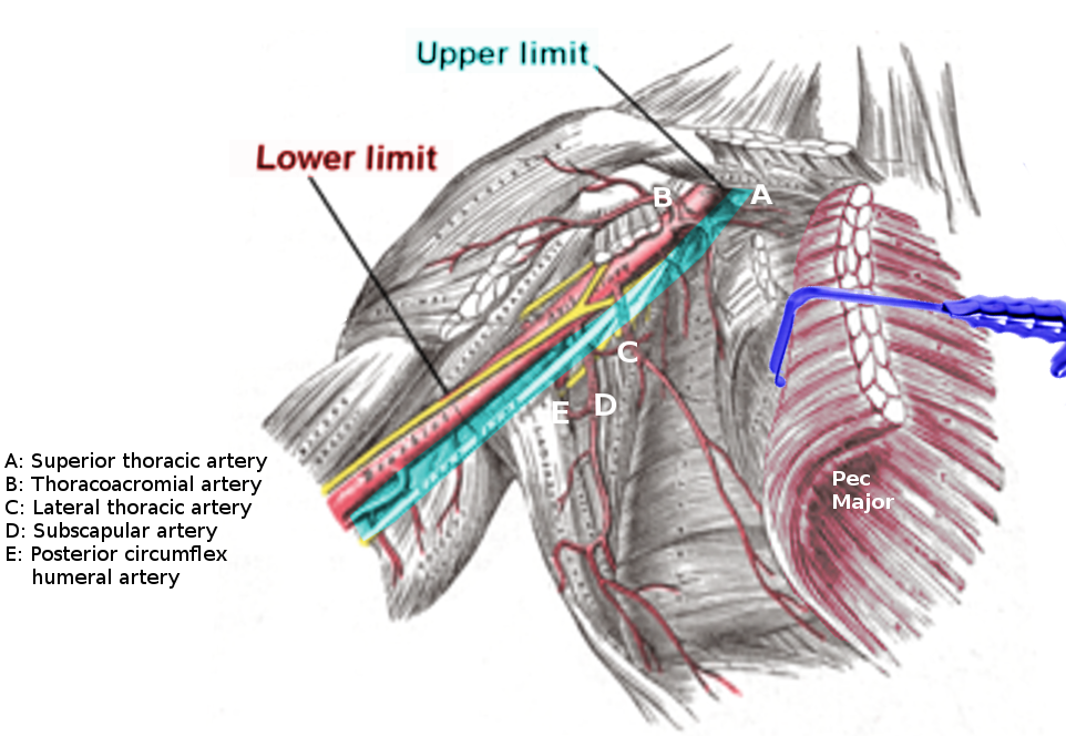 Axillary artery