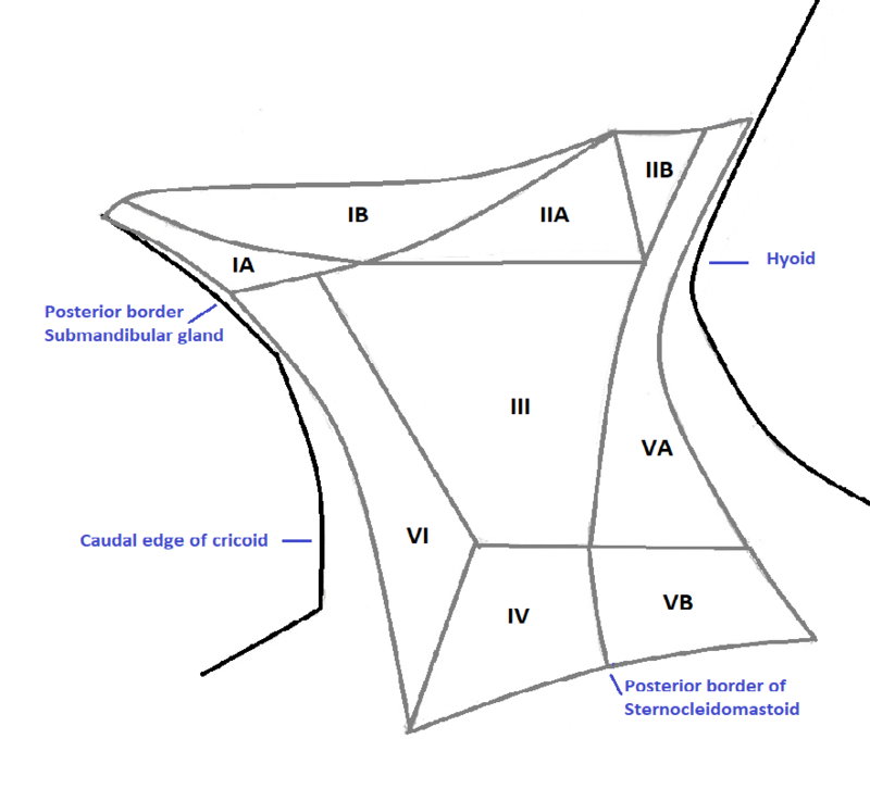 <p>Station for Cervical Lymph Nodes</p>