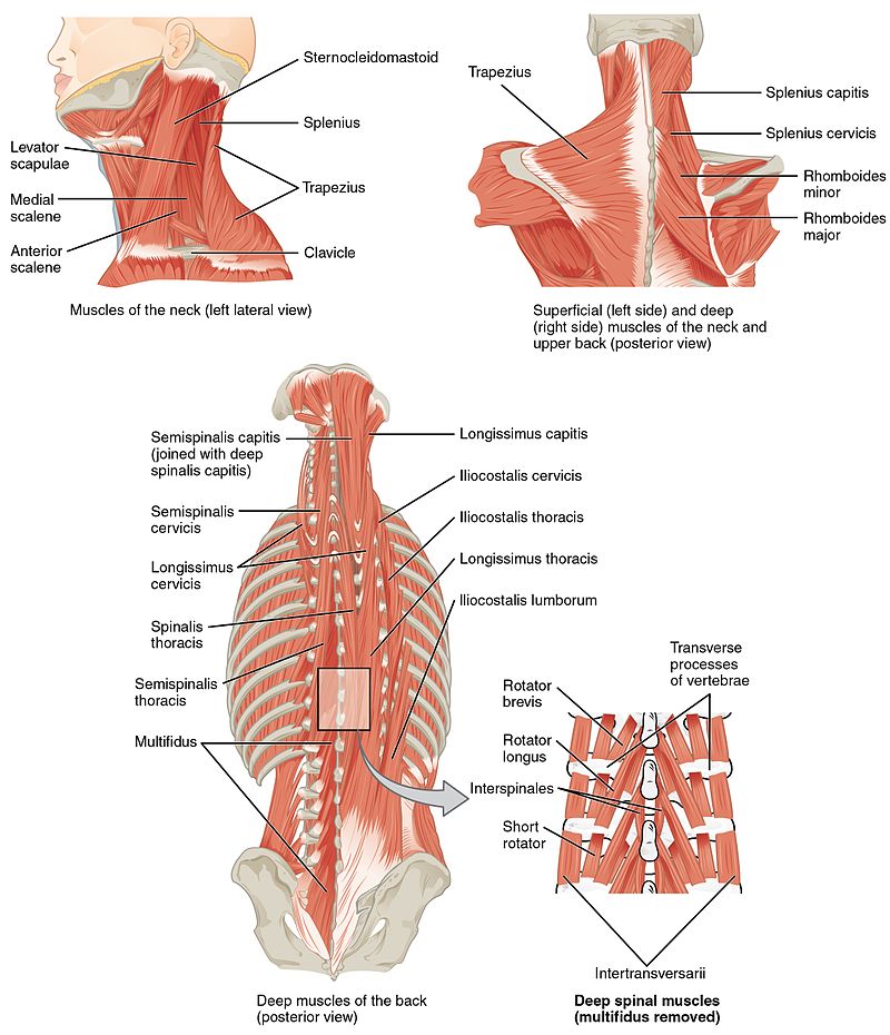 Muscles of the back