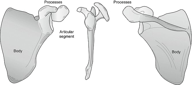 Scapula anatomy