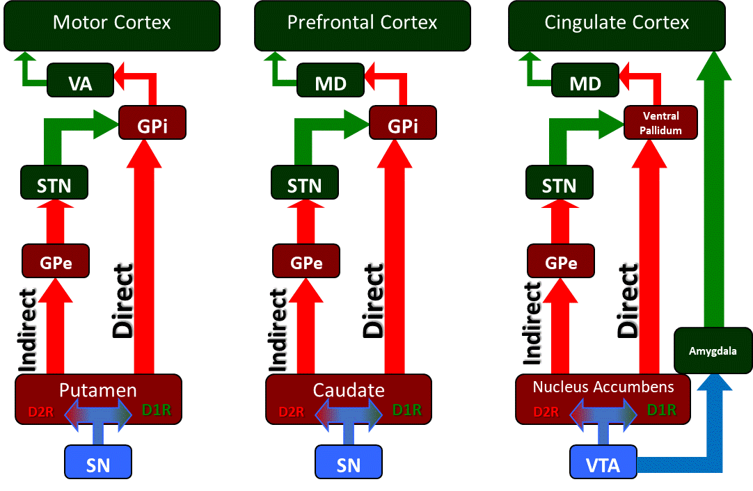 The basal ganglia circuitry and its associated motor, cognitive, and limbic outputs