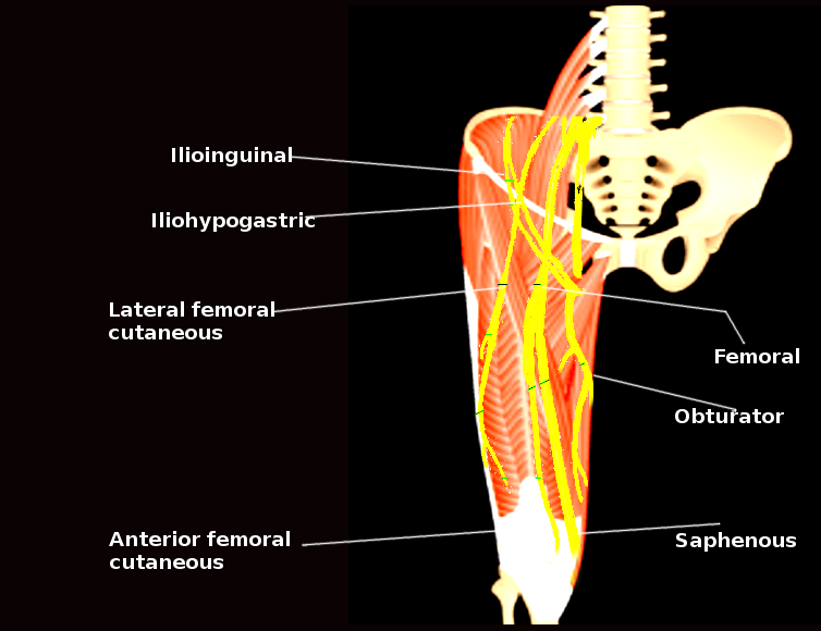 Thigh nerves