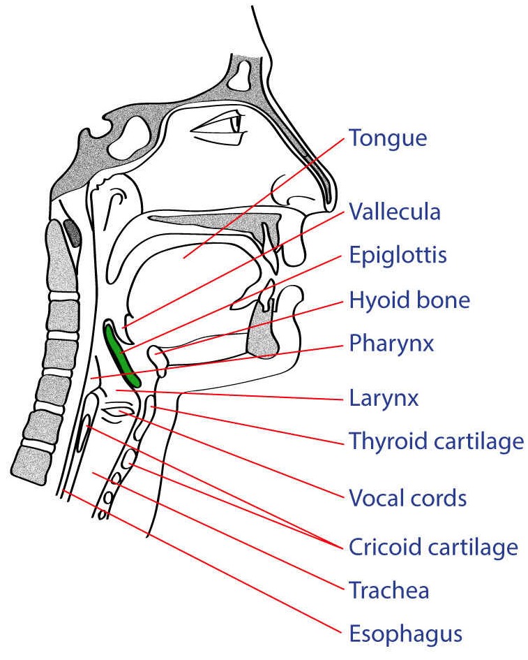 <p>Neck Cross Section</p>