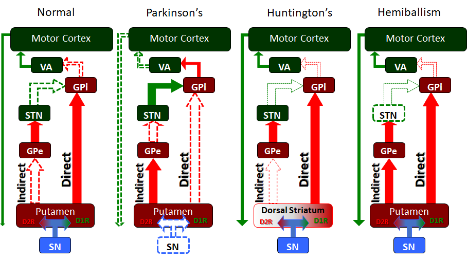 The basal ganglia serves many functions but especially in the releasing or "disinhibiting" of motor movement