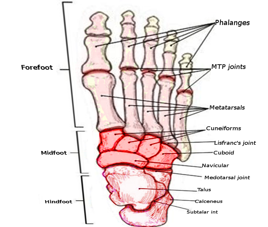 Foot joints