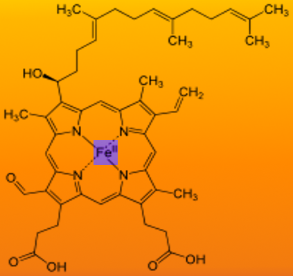 Structure of Heme