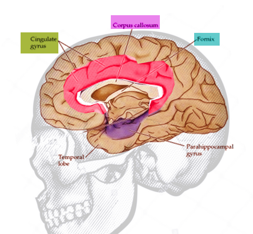 <p>Cingulate Gyrus, Anatomy</p>