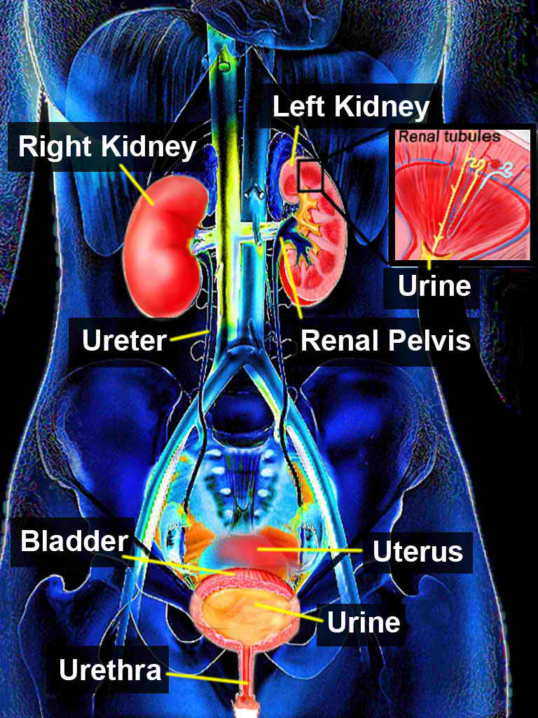 <p>Urinary System</p>