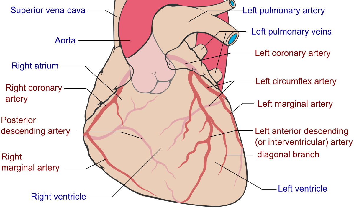 <p>Coronary Arteries</p>