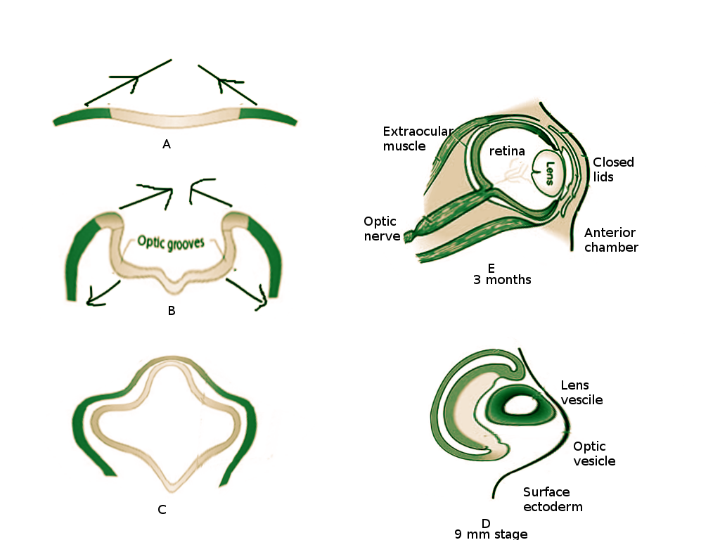 Embryology of the eye