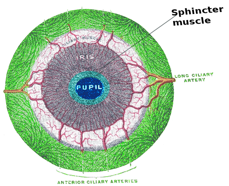 Iris Sphincter Muscle