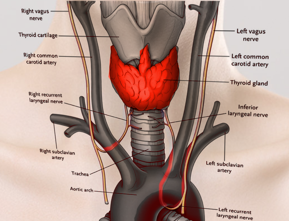 Recurrent laryngeal nerves