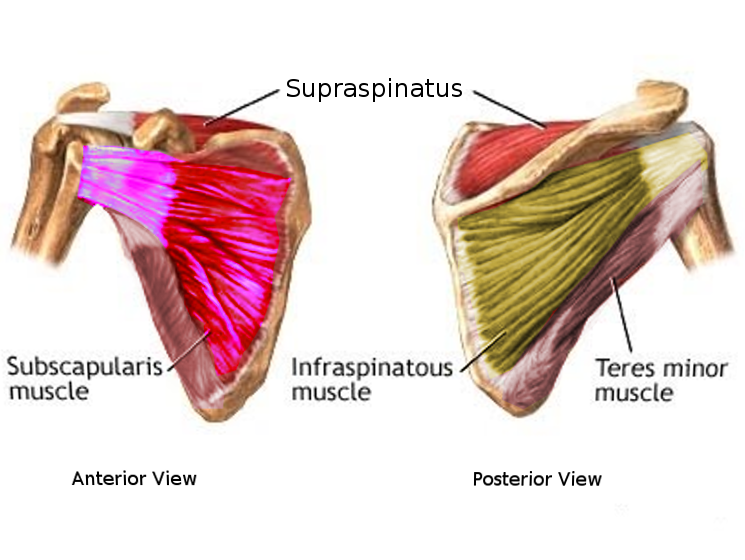 Subscapularis muscle