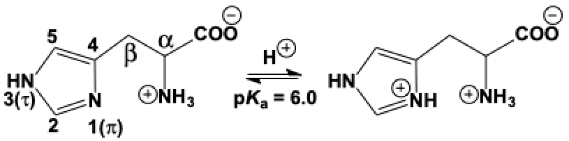 Unprotonated and protonated structures of histidine, including atom-numbering system at left