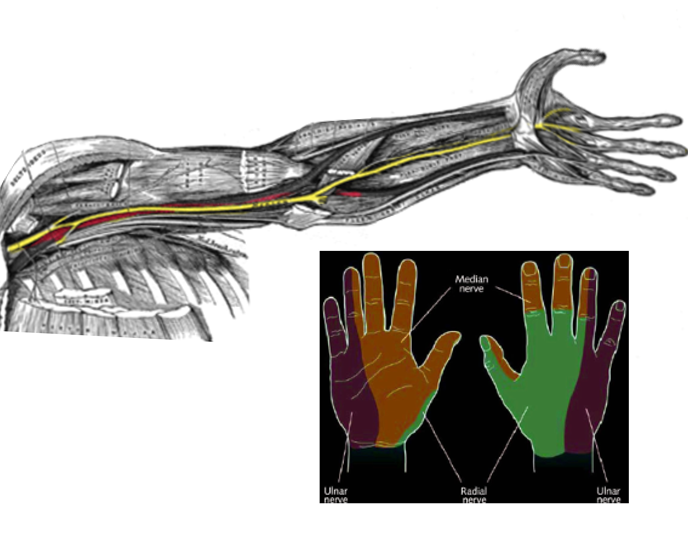 Median nerve