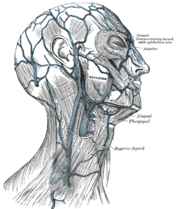 <p>Veins of the Scalp