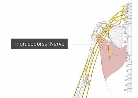 The figure shows the thoracodorsal nerve and the latissimus dorsi muscle.