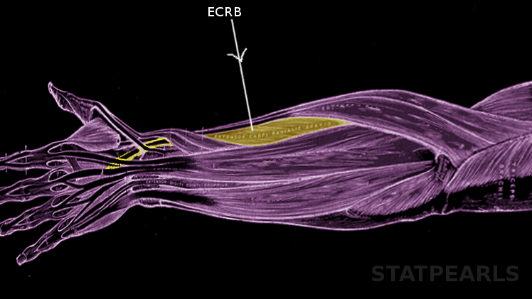 Extensor carpi radialis brevis