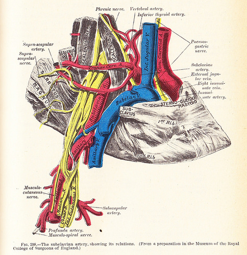 The right subclavian artery and surrounding structures.