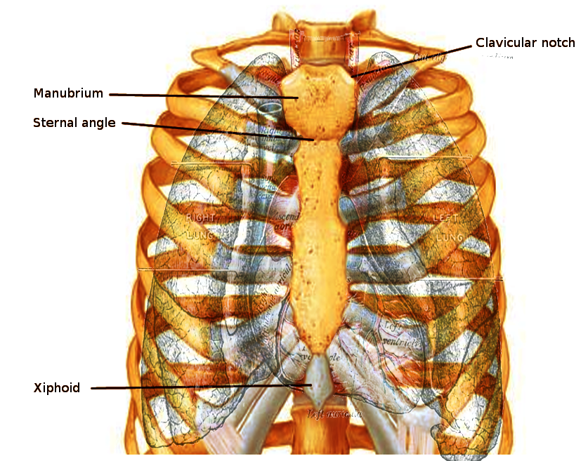 Sternum anatomy