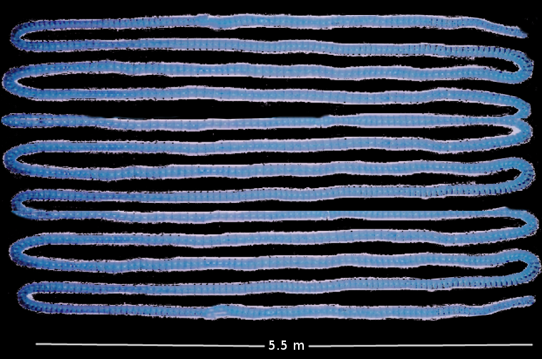 <p>Diphyllobothrium latus (syn Diphyllobothrium latum)</p>