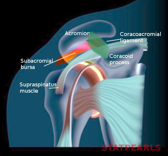 Subacromial bursa