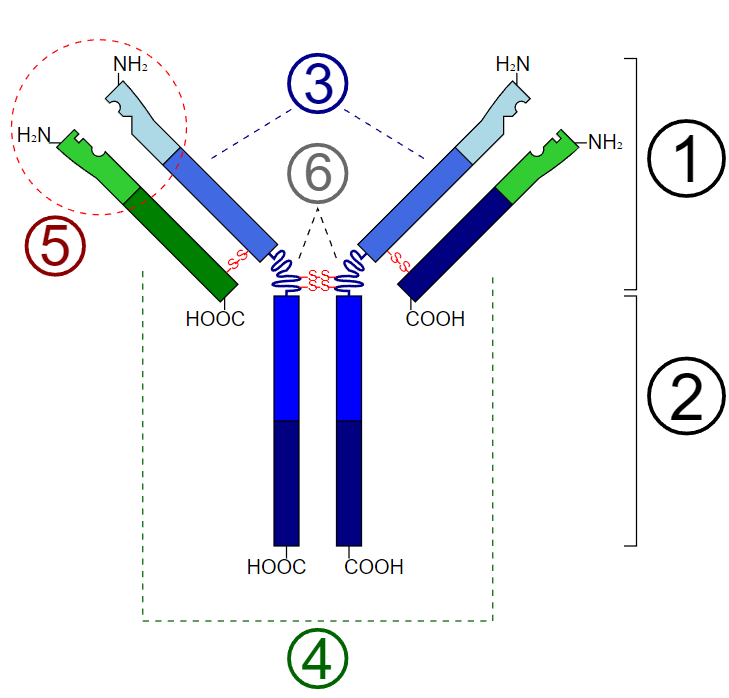 Schematic diagram of the basic unit of immunoglobulin (antibody)
1