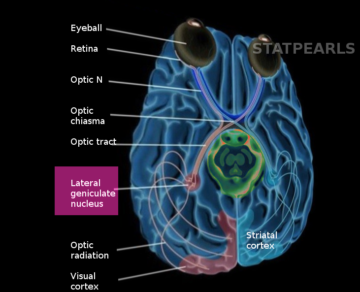 Lateral geniculate nucleus