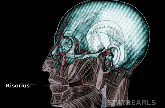 Risorius muscle