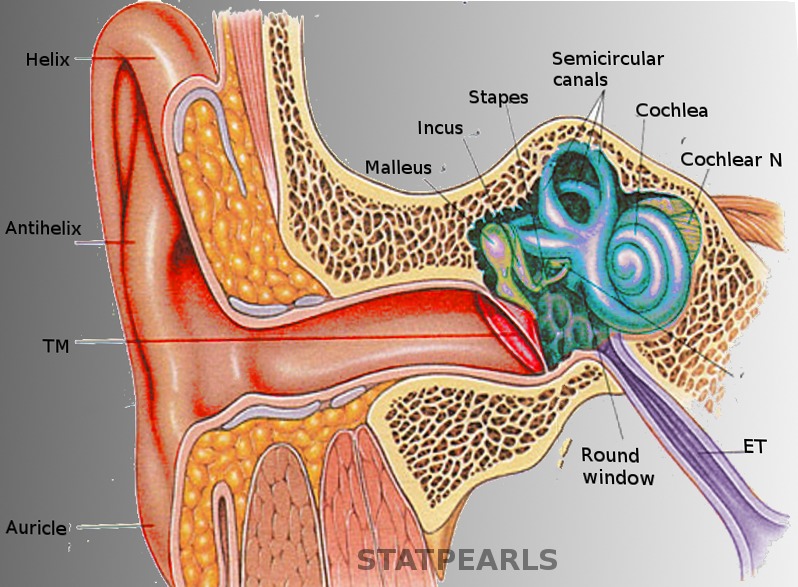 <p>Ear Anatomy</p>