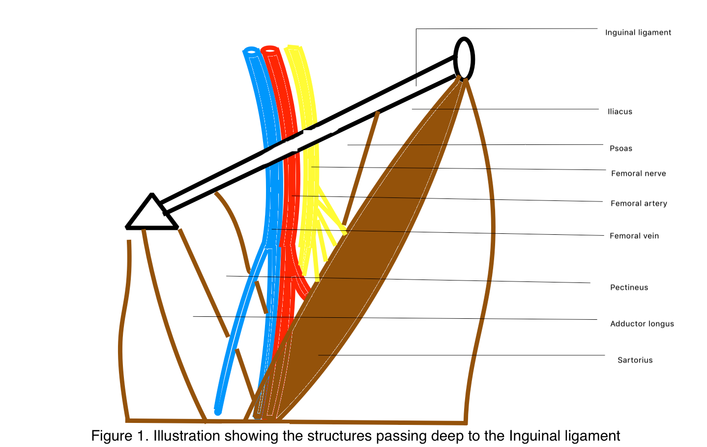 Structures passing deep to the inguinal ligament